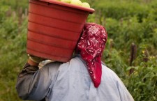 Lavoratrici agricole tra ricatti e disparità