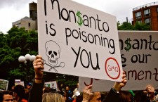 Il Tribunale dei Popoli contro la Monsanto