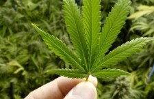 Cannabis: il proibizionismo crea insicurezza