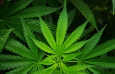La Francia sperimenta la cannabis terapeutica
