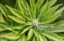 Per il Ministero della Salute illegale la cannabis Light, CDB fuorilegge