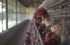 Aviaria: L’industria avicola e la salute. A quale costo?