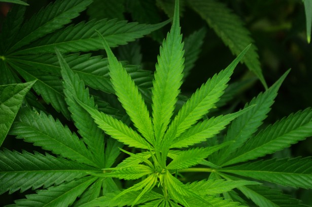 cannabis-sativa-leaf