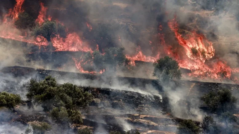 Armi di distrazione: Israele usa il greenwashing per coprire i propri reati ambientali